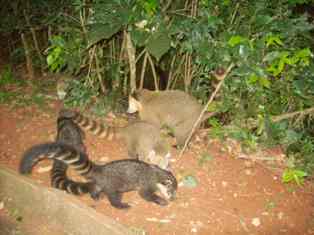 Tiere Tiere